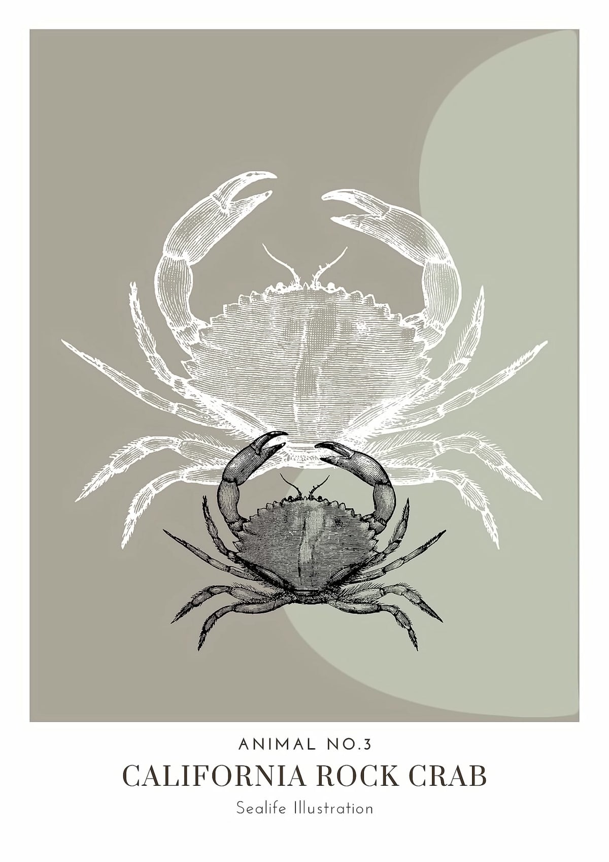 Dosenritter | minimalistische Sealife Wandbilder in einem modernen oliv, abstrakte Druckbilder für Esszimmer